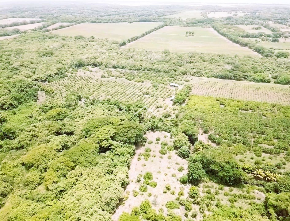 En venta finca de cítricos en Salinas Grandes, León