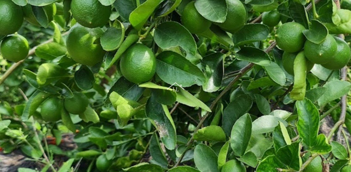 En venta finca de cítricos en Salinas Grandes, León