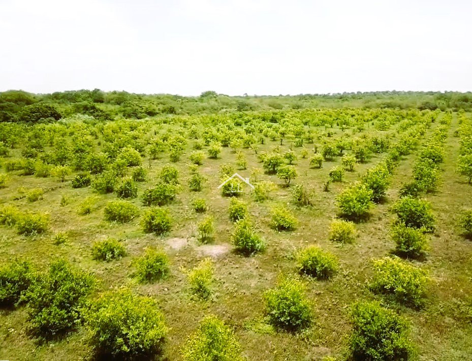 En venta finca de cítricos en Salinas Grandes, León