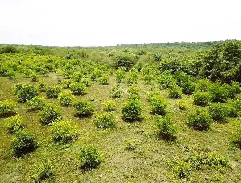 En venta finca de cítricos en Salinas Grandes, León