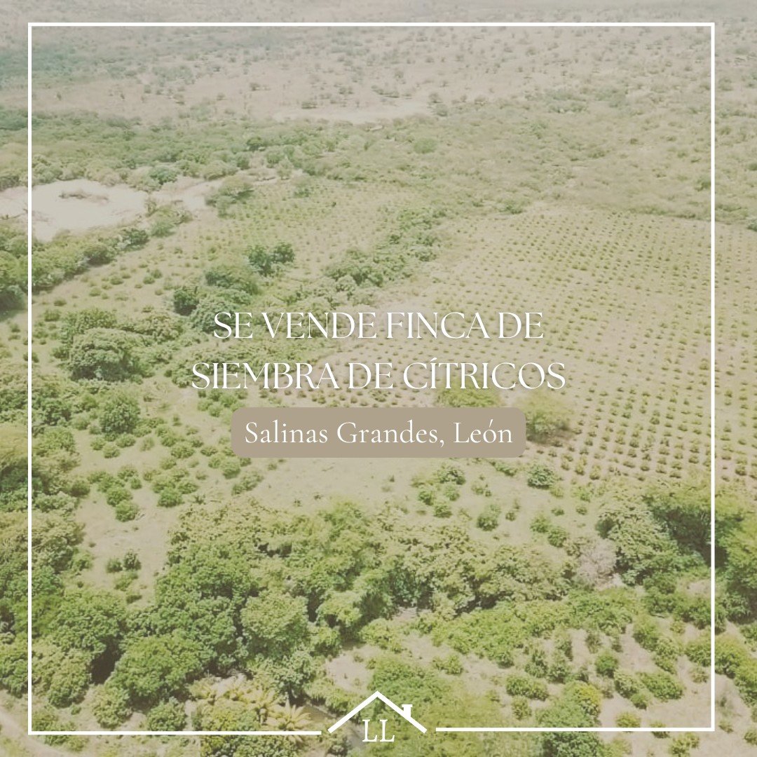 En venta finca de cítricos en Salinas Grandes, León