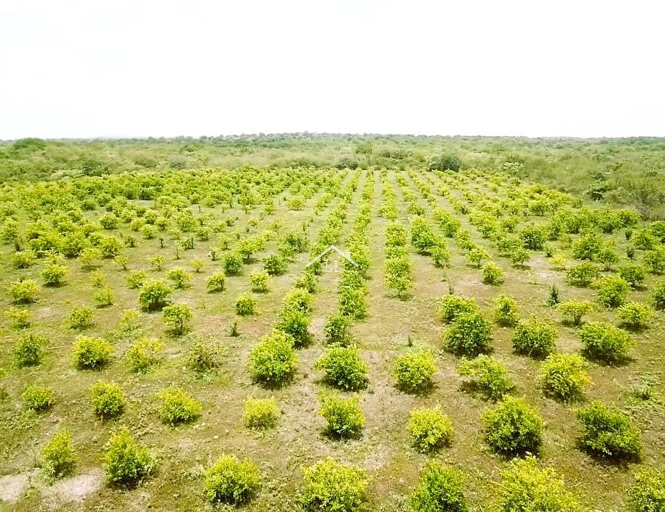 En venta finca de cítricos en Salinas Grandes, León